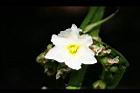 澤瀉-花05.jpg
