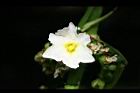 澤瀉-花06.jpg