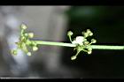 澤瀉-花苞01.jpg