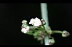 澤瀉-花苞02.jpg