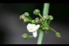 澤瀉-花苞03.jpg