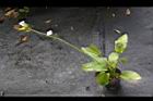 澤瀉14.JPG