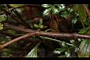 澤蘭-莖00.JPG