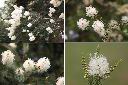 澳洲茶樹-花.jpg