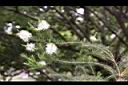 澳洲茶樹-花14.jpg