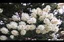 澳洲茶樹-花17.jpg