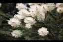 澳洲茶樹-花25.jpg