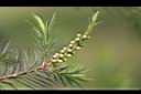 澳洲茶樹-花苞01.jpg