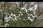 澳洲茶樹-花00.jpg
