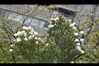 澳洲茶樹-花01.jpg
