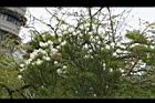 澳洲茶樹-花02.jpg