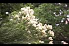 澳洲茶樹-花03.jpg
