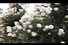 澳洲茶樹-花04.jpg