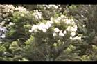 澳洲茶樹-花05.jpg