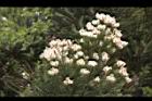澳洲茶樹-花06.jpg