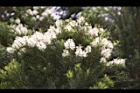 澳洲茶樹-花07.jpg