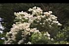 澳洲茶樹-花08.jpg