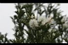 澳洲茶樹-花09.jpg