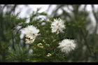 澳洲茶樹-花10.jpg