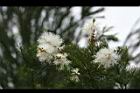 澳洲茶樹-花11.jpg