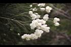 澳洲茶樹-花13.jpg