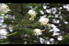 澳洲茶樹-花15.jpg