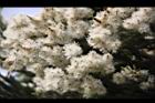 澳洲茶樹-花18.jpg