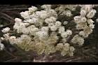 澳洲茶樹-花19.jpg