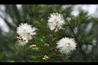 澳洲茶樹-花20.jpg