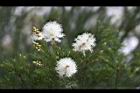 澳洲茶樹-花21.jpg