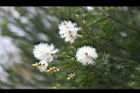 澳洲茶樹-花22.jpg
