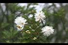 澳洲茶樹-花23.jpg