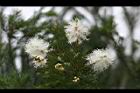 澳洲茶樹-花24.jpg