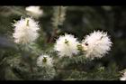 澳洲茶樹-花26.jpg