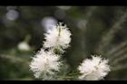 澳洲茶樹-花27.jpg