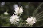 澳洲茶樹-花31.jpg
