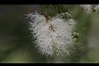 澳洲茶樹-花32.jpg