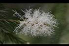 澳洲茶樹-花35.jpg