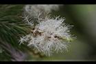 澳洲茶樹-花36.jpg