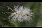 澳洲茶樹-花41.jpg