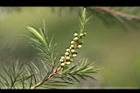 澳洲茶樹-花苞02.jpg