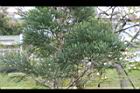澳洲茶樹-葉00.jpg