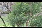 澳洲茶樹-葉03.jpg
