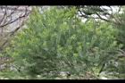 澳洲茶樹-葉04.jpg