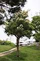 澳洲茶樹01.jpg