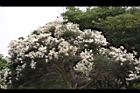 澳洲茶樹19.jpg