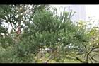 澳洲茶樹20.jpg