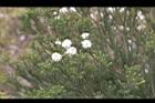 澳洲茶樹31.jpg