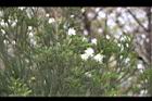 澳洲茶樹32.jpg