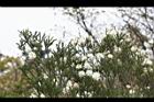 澳洲茶樹33.jpg